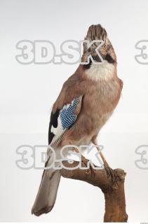 Jay - Garrulus glandarius 0004